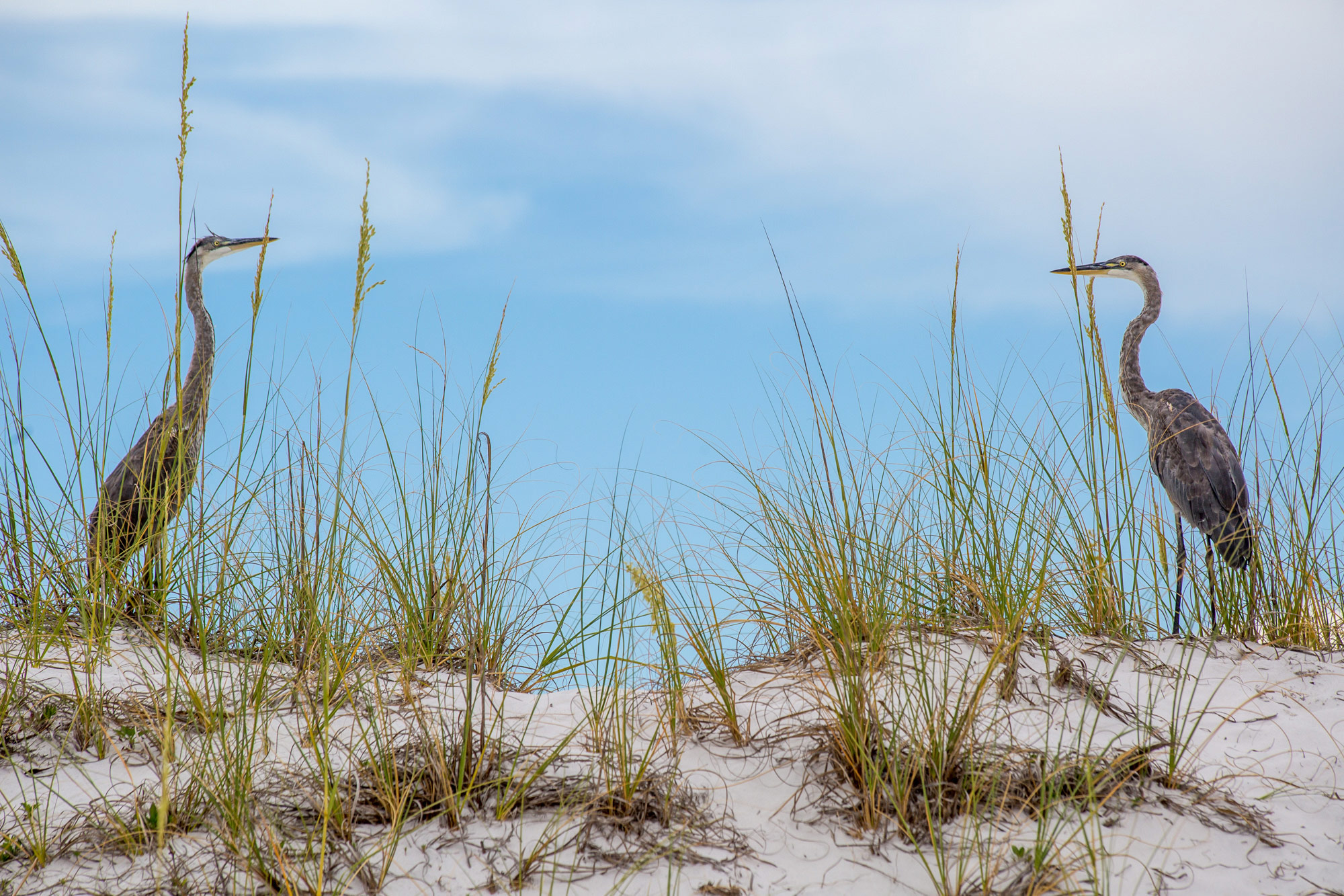 Cranes on the beach in Destin, Florida
