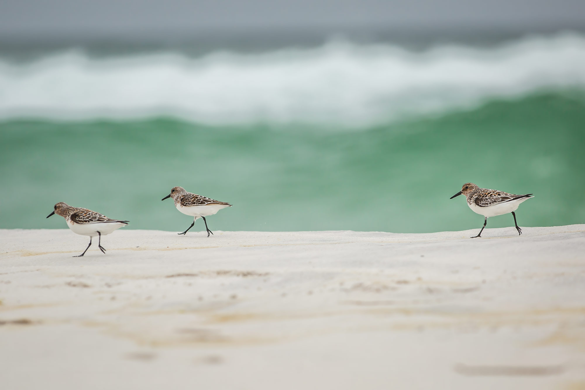 Sandpiper birds at Destin, Florida
